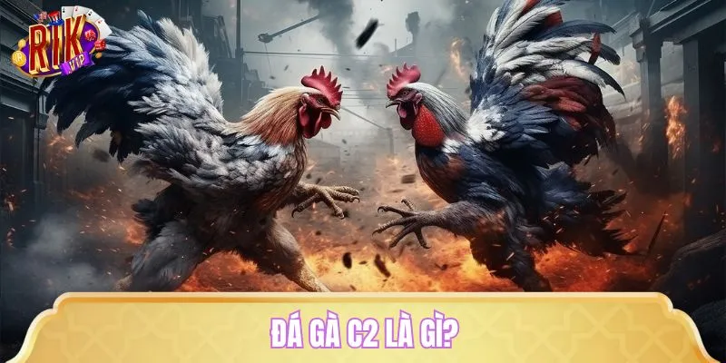 Đôi nét về đá gà C2