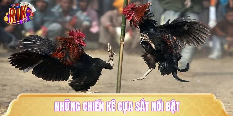 Nắm rõ đặc điểm của một chiến kê dũng mãnh