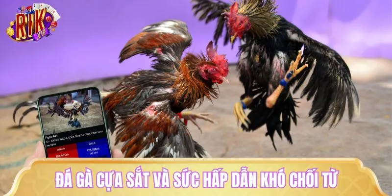 Giới thiệu đá gà cựa sắt